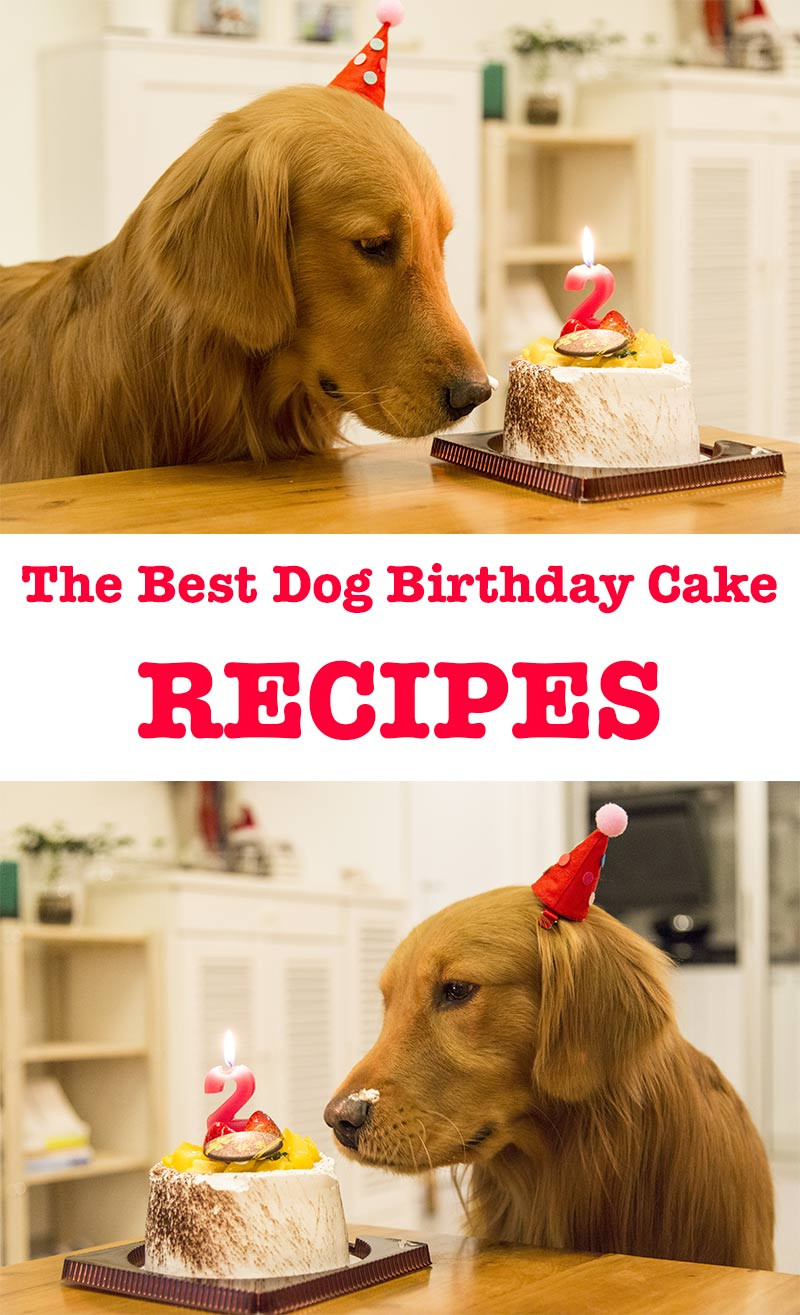 Birthday Cake Recipes For Dogs
 Dog Birthday Cake Recipes For Your Pup s Special Day