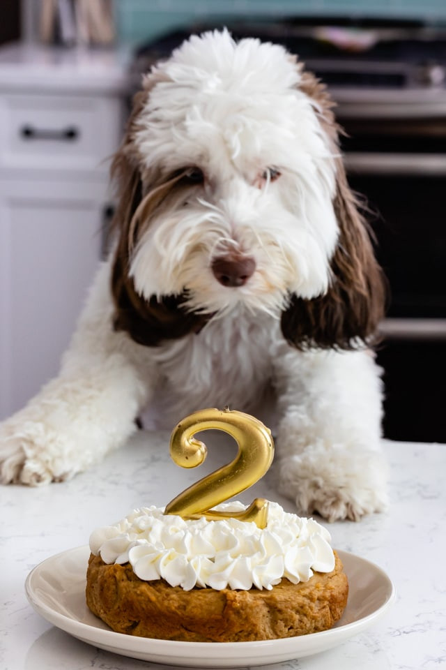Birthday Cake Recipes For Dogs
 Easy Homemade Dog Cake Crazy for Crust