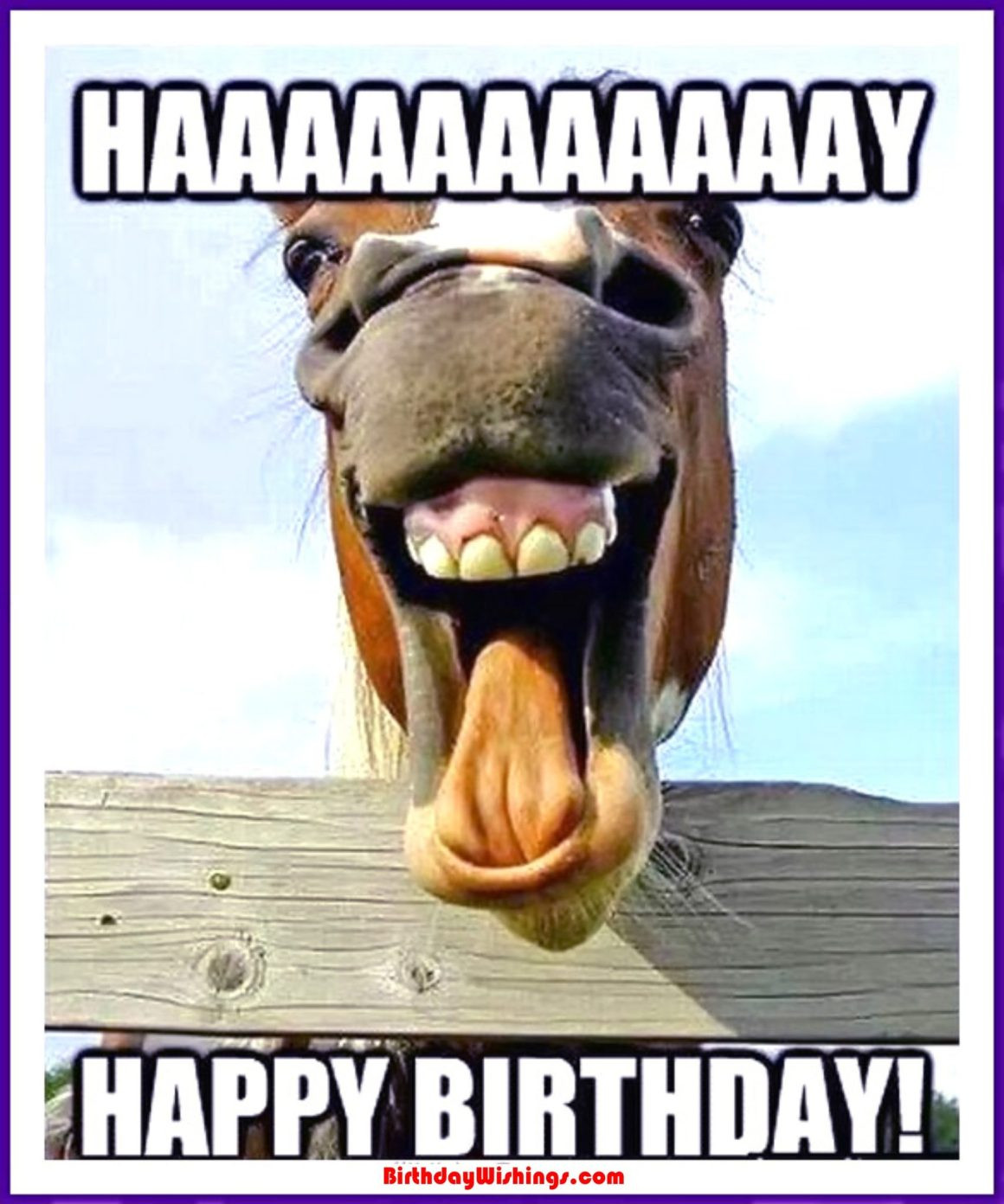 Birthday Funny Memes
 Funny Happy Birthday Memes With cats Dogs & Funny Animals