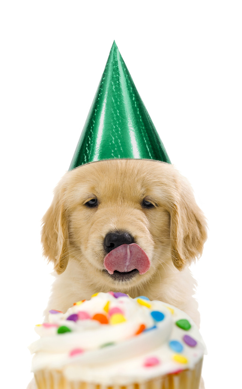 Birthday Party San Diego
 San Diego North Escondido Puppy Party Puppy Party San