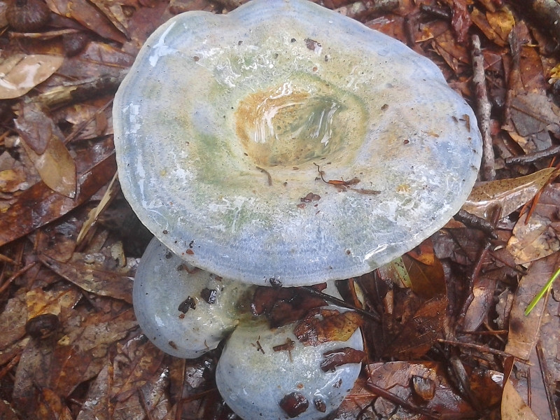 Blue Caps Mushrooms
 Blue Mushrooms Lactarius Indigo Blue Milk Mushroom Indigo