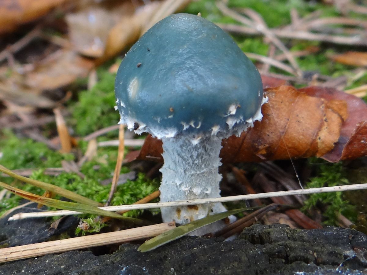 Blue Caps Mushrooms
 Blue Ring Mushrooms All Mushroom Info