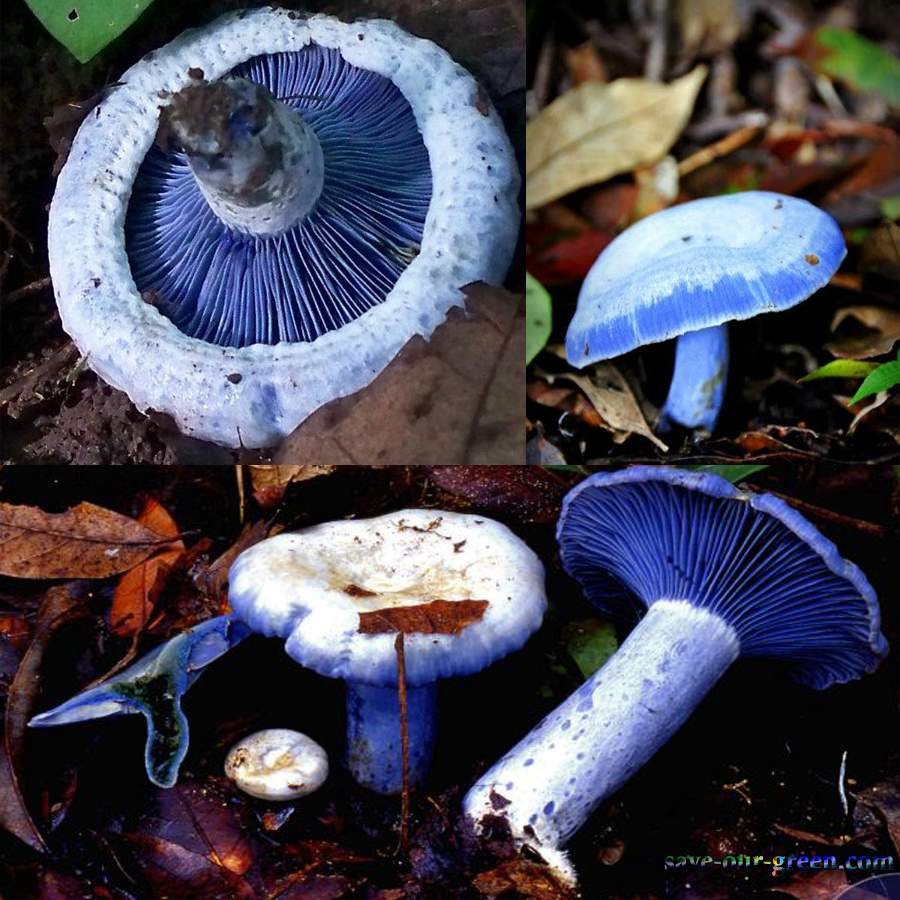 Blue Caps Mushrooms
 Blue milk mushroom Save Our Green