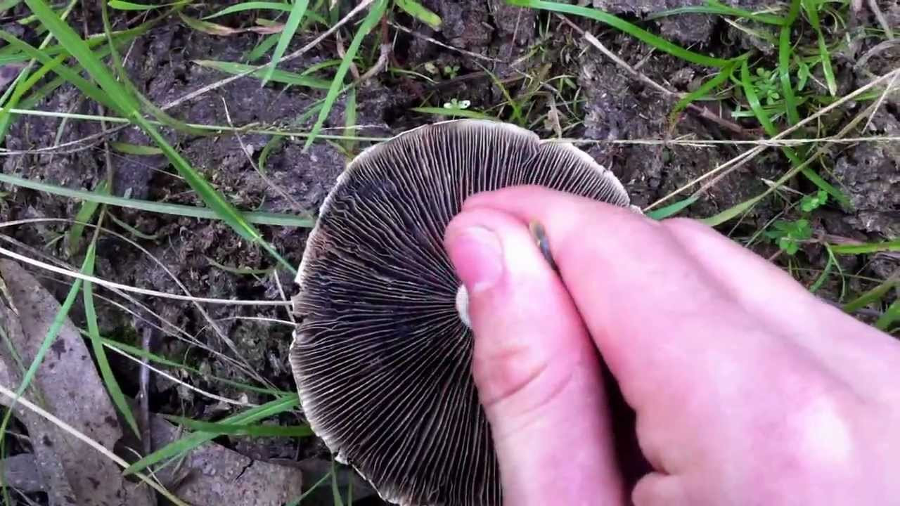 Blue Caps Mushrooms
 Psilocybin Cubensis Gold Cap Bluing Australia