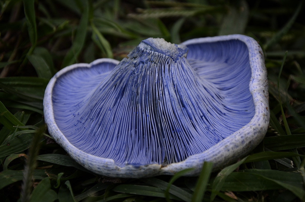 Blue Caps Mushrooms
 Indigo Milk Cap Lactarius indigo – Ozarks State of Mind