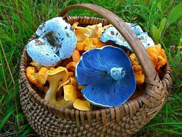 Blue Caps Mushrooms
 Fungi Professional Looking