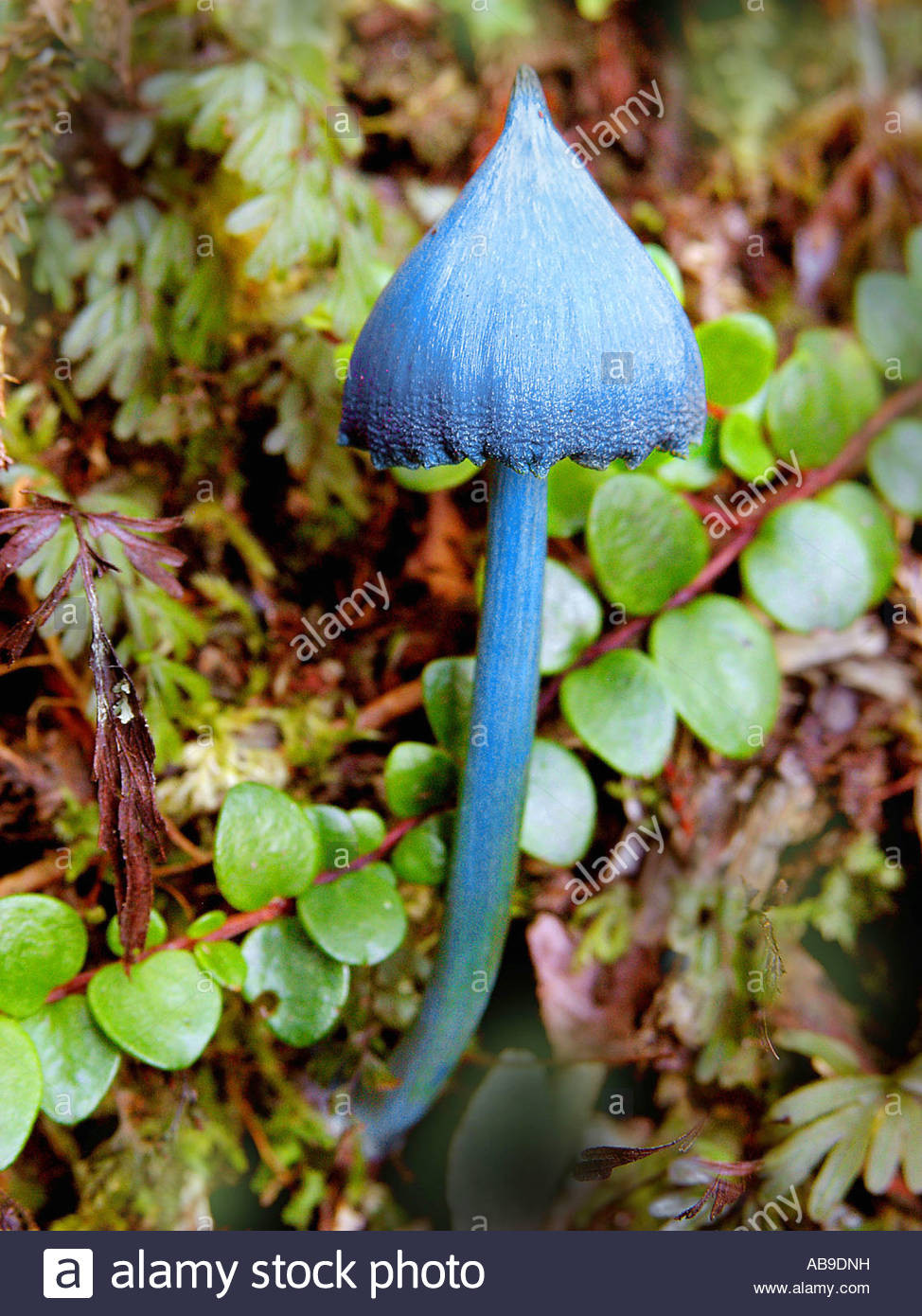 Blue Caps Mushrooms
 blue toadstool Sky blue mushroom Blue cap Entoloma