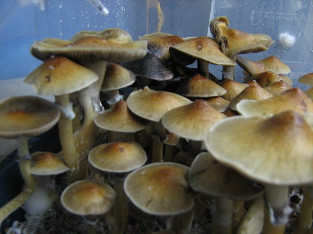 Blue Caps Mushrooms
 Blue Caps Gold Caps Mushroom Cultivation Shroomery