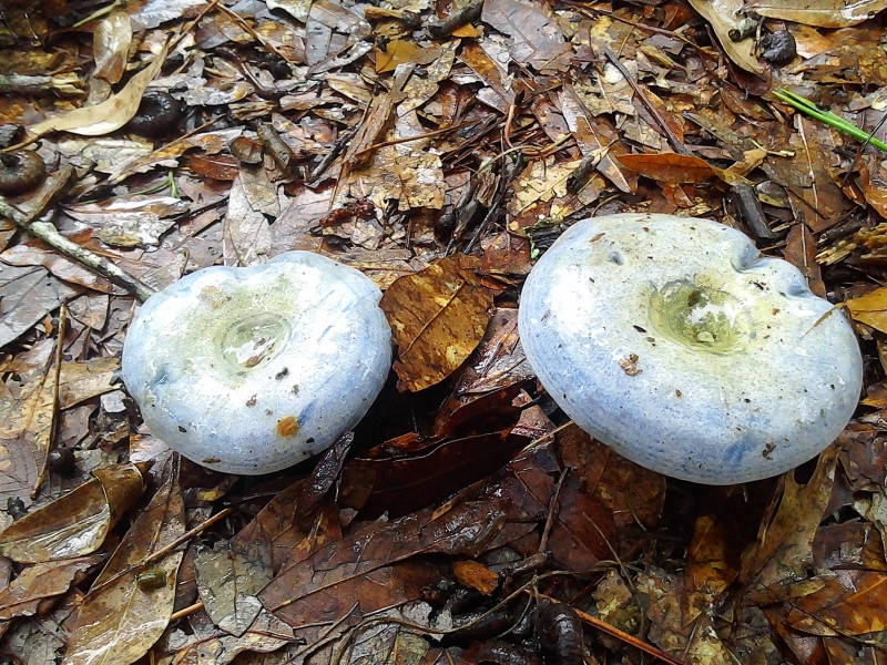 Blue Caps Mushrooms
 Blue Mushrooms Lactarius Indigo Blue Milk Mushroom Indigo