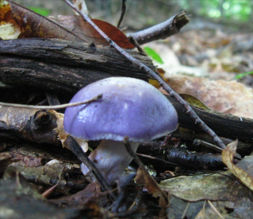 Blue Caps Mushrooms
 deep blue caps good pics Mushroom Hunting and