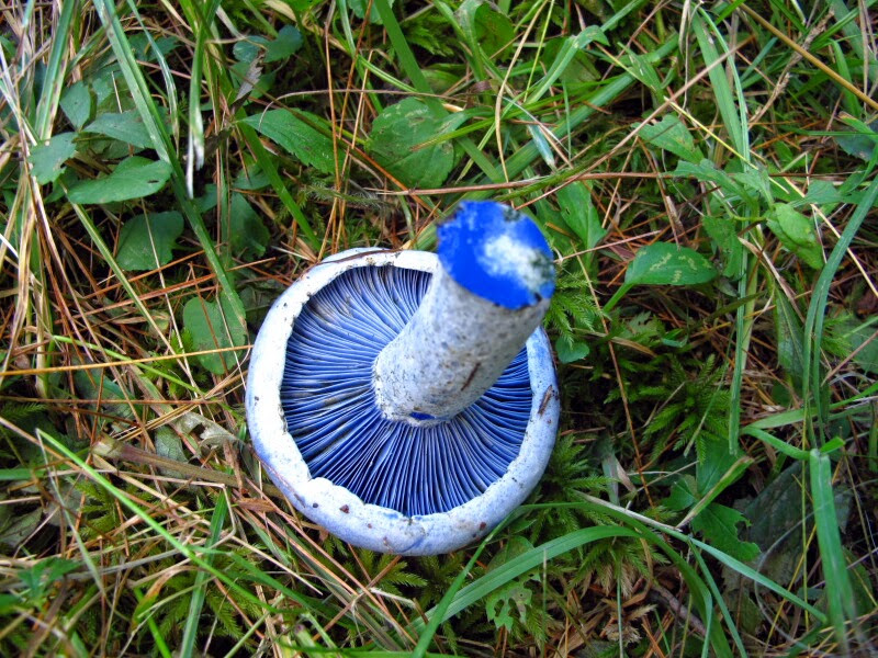 Blue Caps Mushrooms
 The Joyce Road Neighborhood Blue Mushrooms