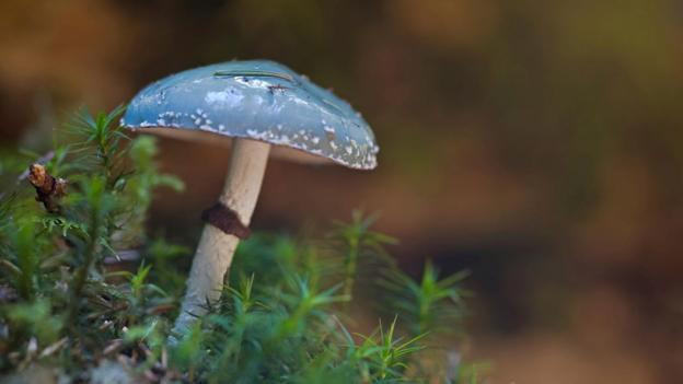 Blue Caps Mushrooms
 BBC Earth Ten of the UK’s most stunning fungi