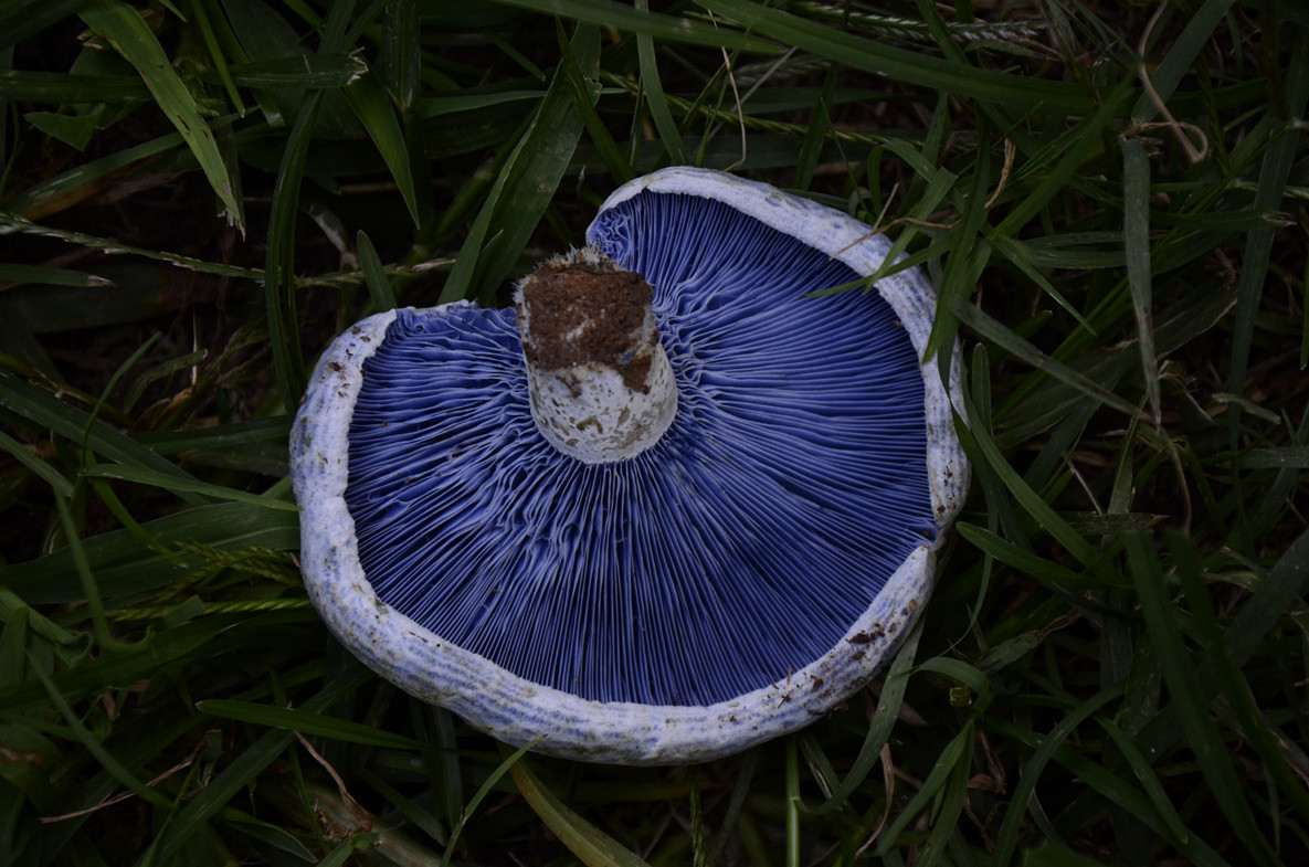 Blue Caps Mushrooms
 Indigo Milk Cap Lactarius indigo – Ozarks State of Mind