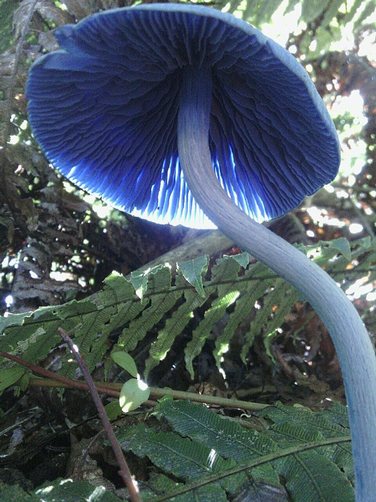 Blue Caps Mushrooms
 New Zealand Blue Cap Mushroom 3 by AlconBlue on DeviantArt