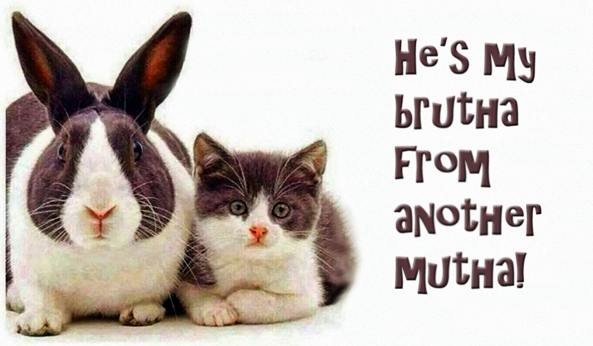 Brother From Another Mother Quotes
 22 December 2015 Animal Funnies… He’s My Brutha From