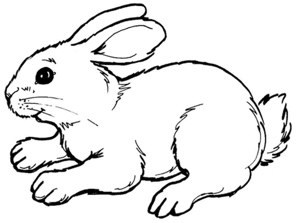 Bunny Coloring Pages For Kids
 Bunny Coloring Pages Best Coloring Pages For Kids