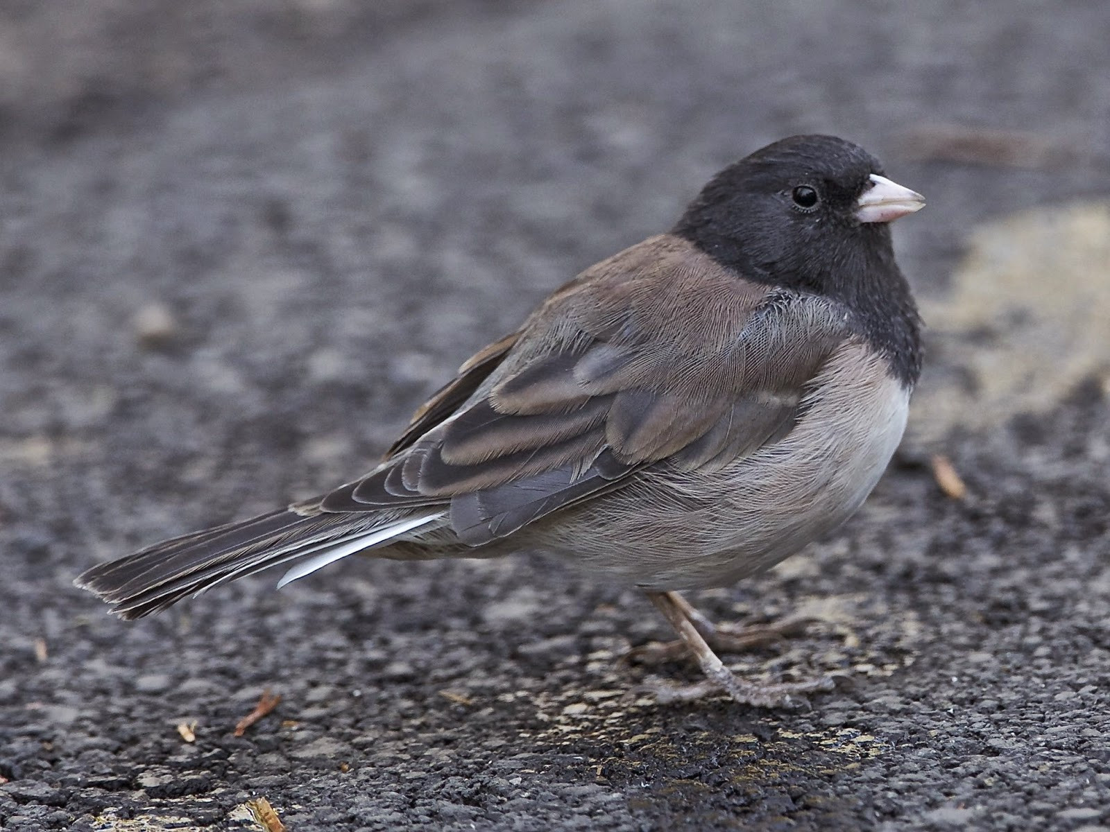 California Backyard Birds
 Avithera Some northern California birds