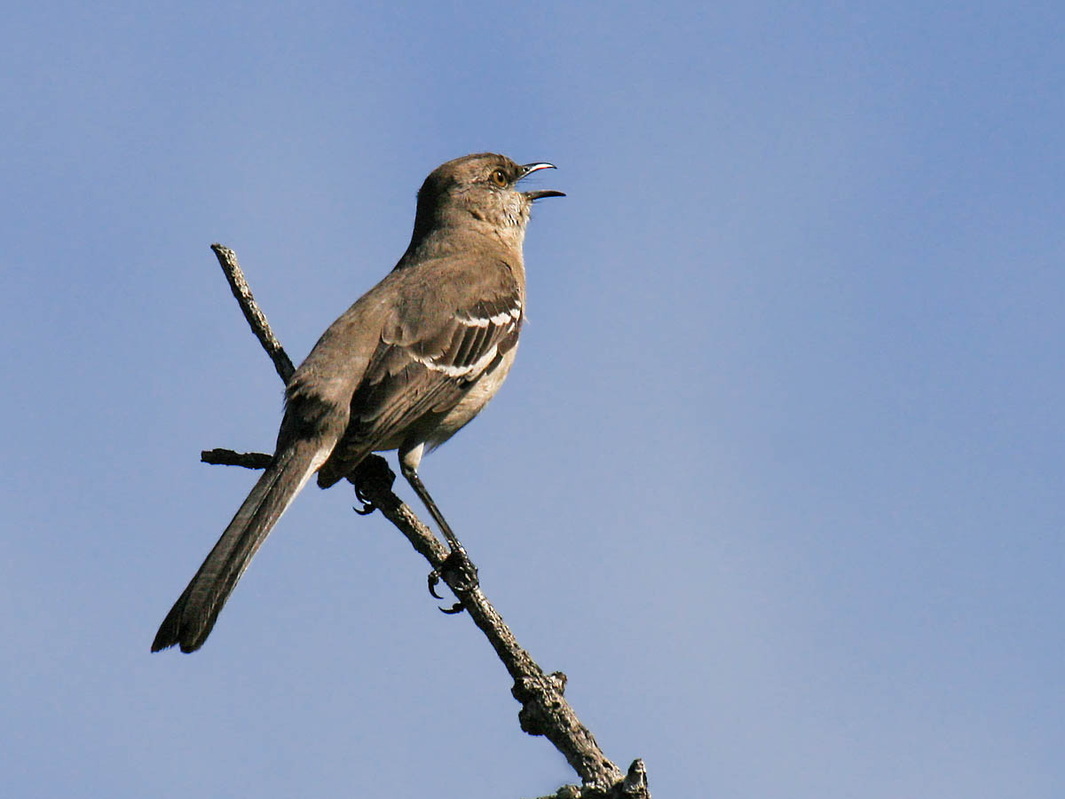 California Backyard Birds
 Backyard birds of Fresno California Pacific NW Birder