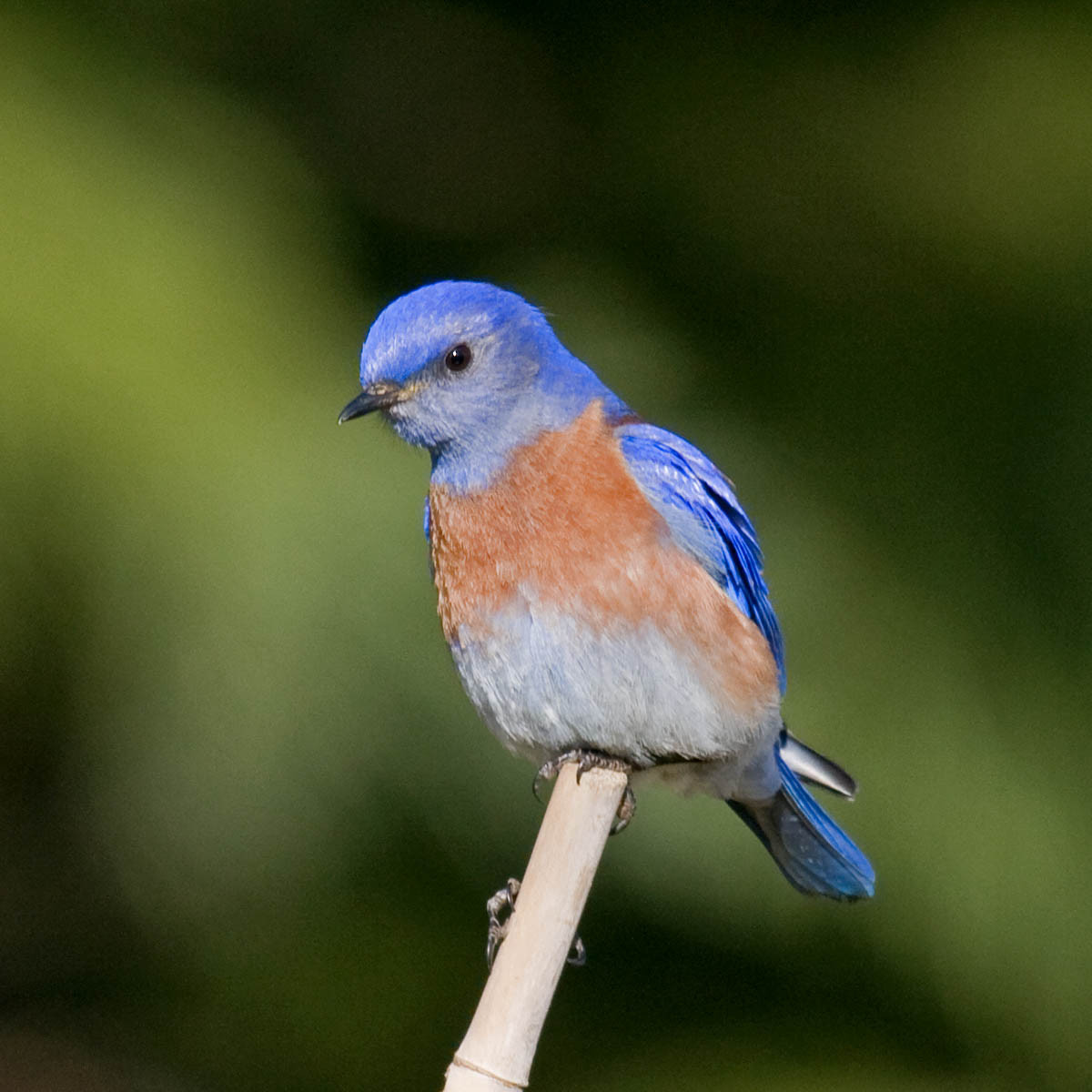 California Backyard Birds
 The 10 most mon backyard birds of San Diego California