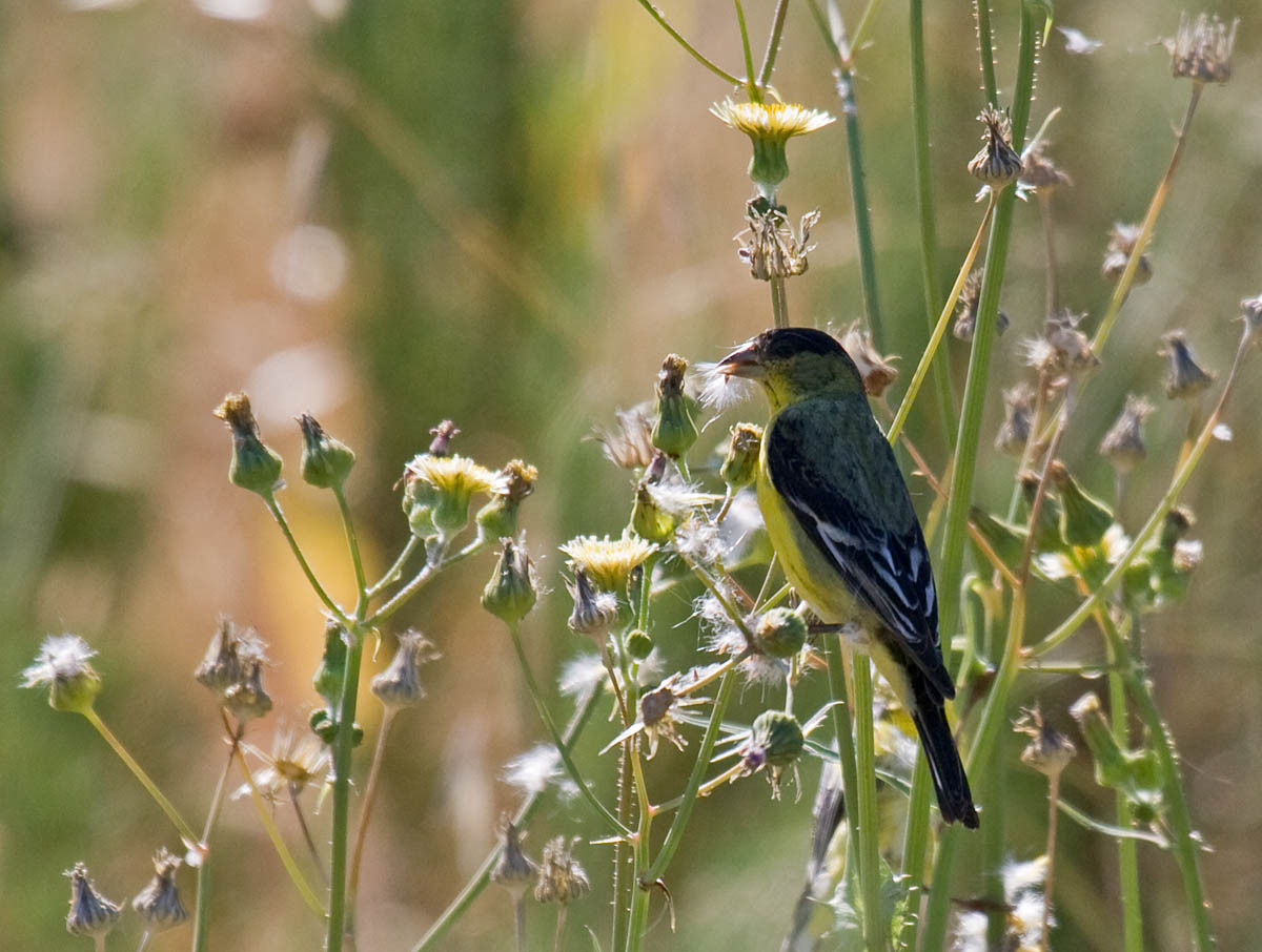 California Backyard Birds
 The 10 most mon backyard birds of San Diego California