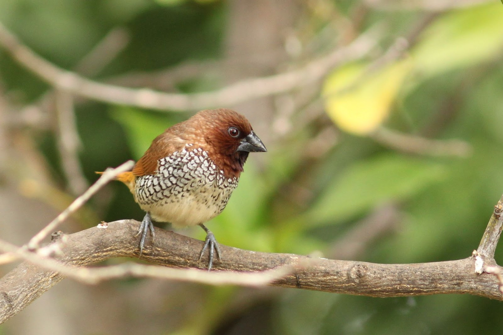 California Backyard Birds
 The Backyard Birder Exotic birds find refuge in Southern