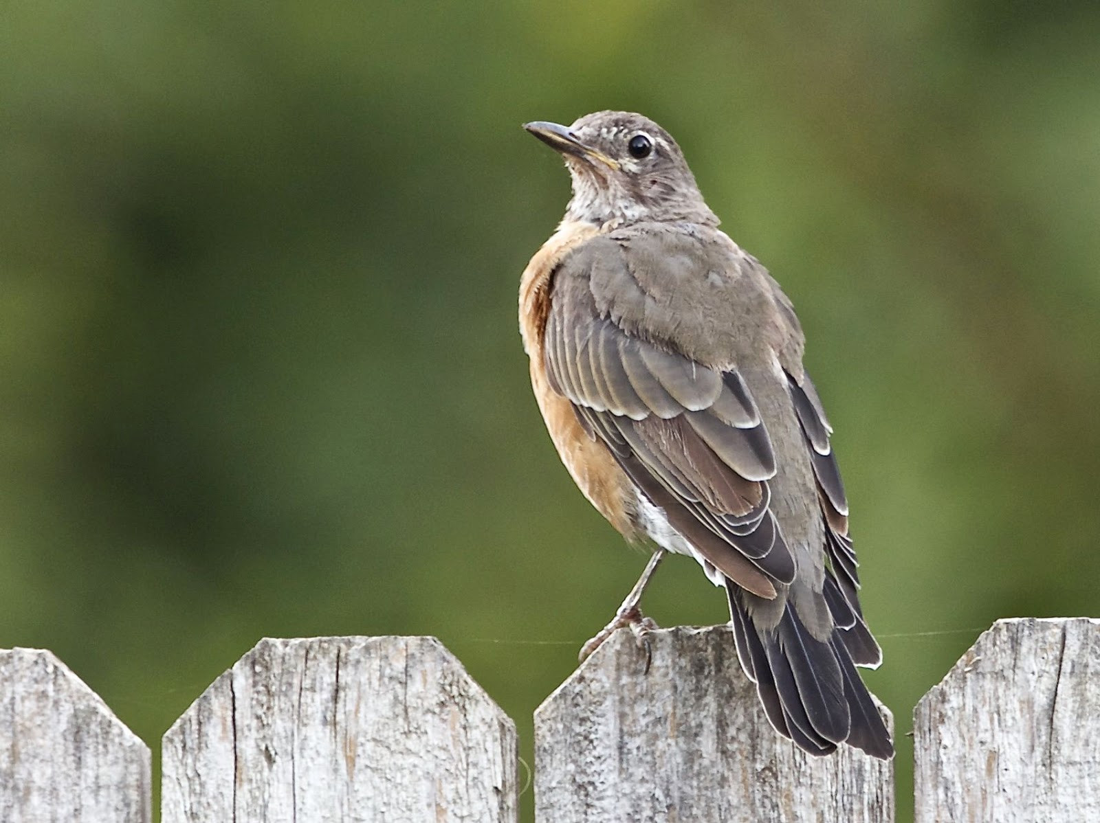 California Backyard Birds
 Avithera Some northern California birds