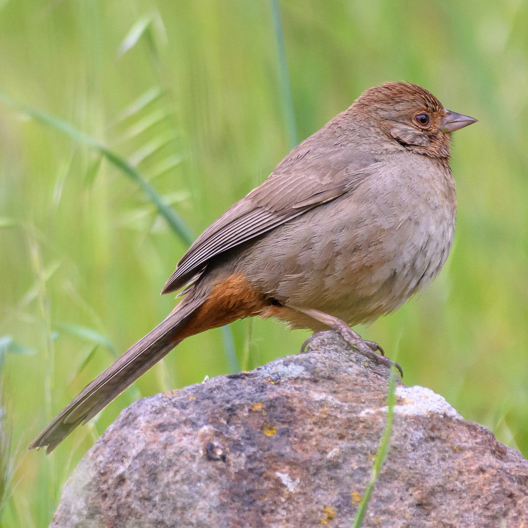 California Backyard Birds
 Backyard Birds I Finches and Sparrows – Nature in Novato