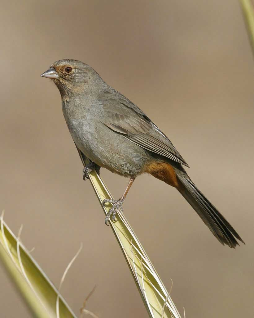 California Backyard Birds
 California Towhee