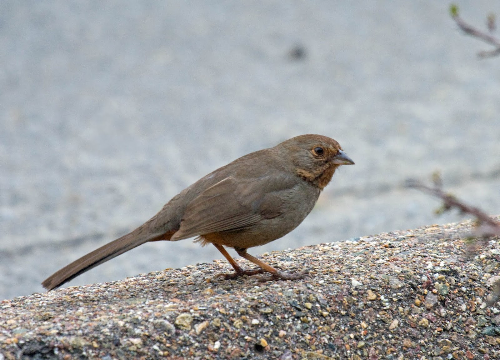 California Backyard Birds
 The 10 most mon backyard birds of San Diego California