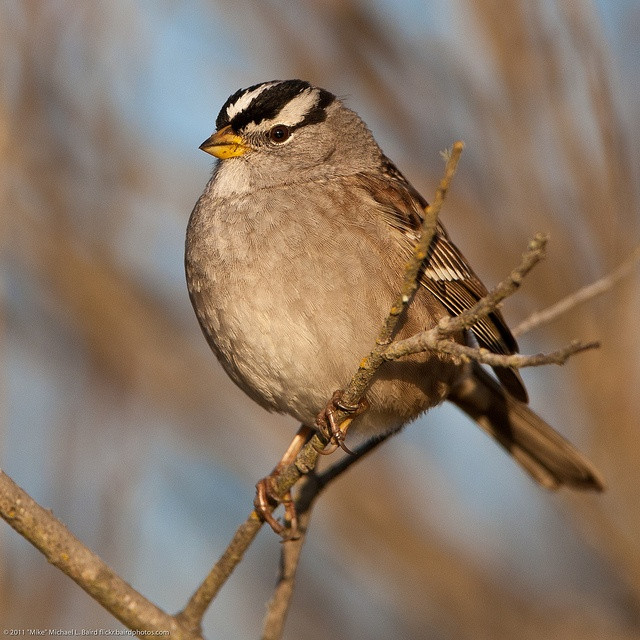 California Backyard Birds
 46 best Portland Bird Checklist mon Birds images on