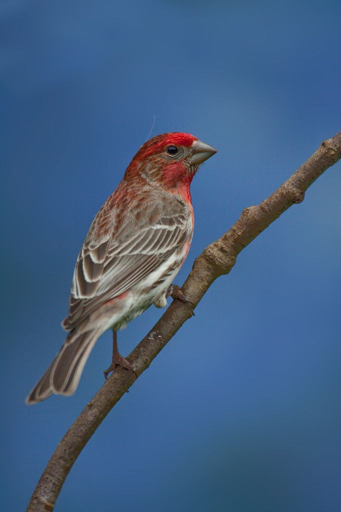 California Backyard Birds
 House Finch BOAS A bird on a stick Mendocino County