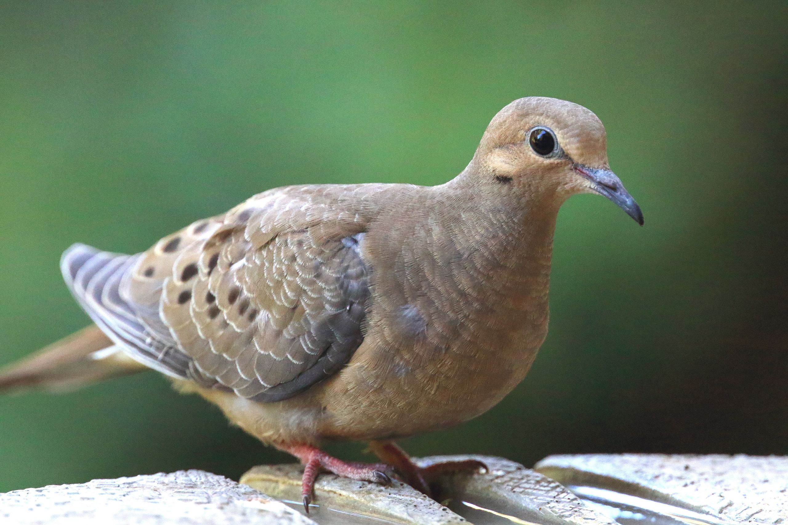 California Backyard Birds
 SFV Backyard Bird Identification – San Fernando Valley