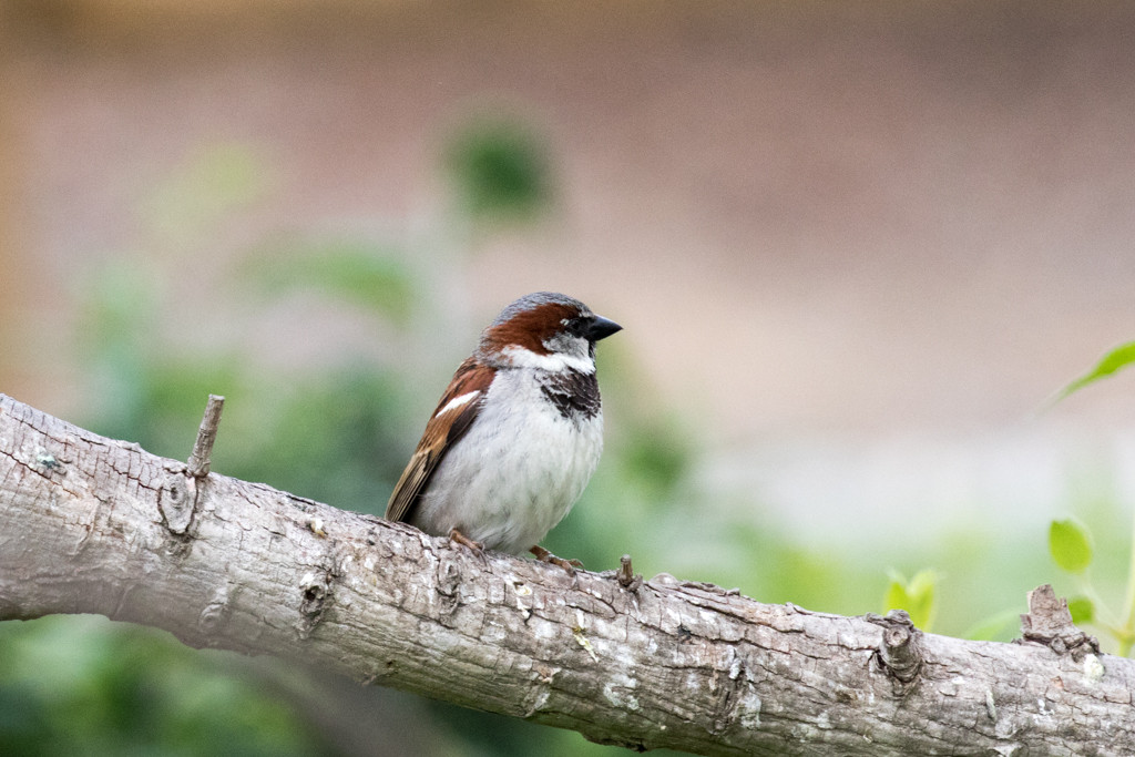 California Backyard Birds
 SFV Backyard Bird Identification – San Fernando Valley