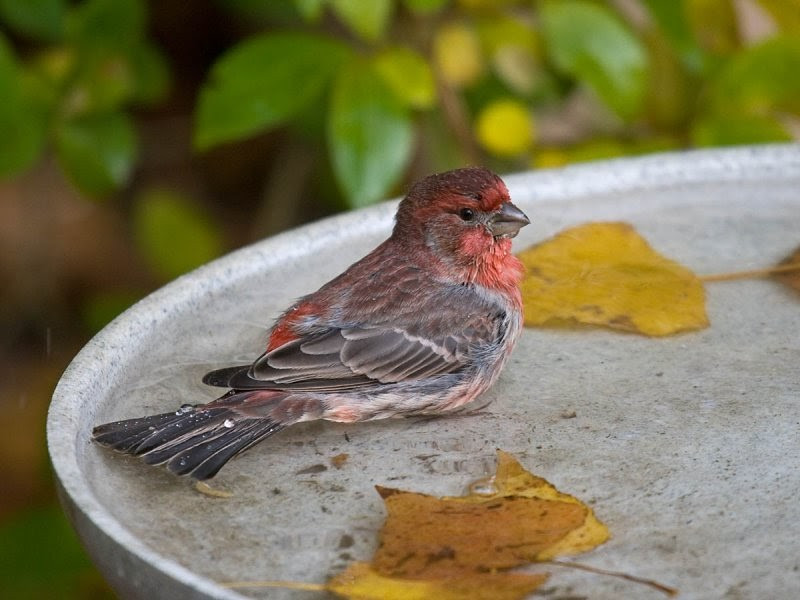 California Backyard Birds
 House Finch Pacific NW Birder