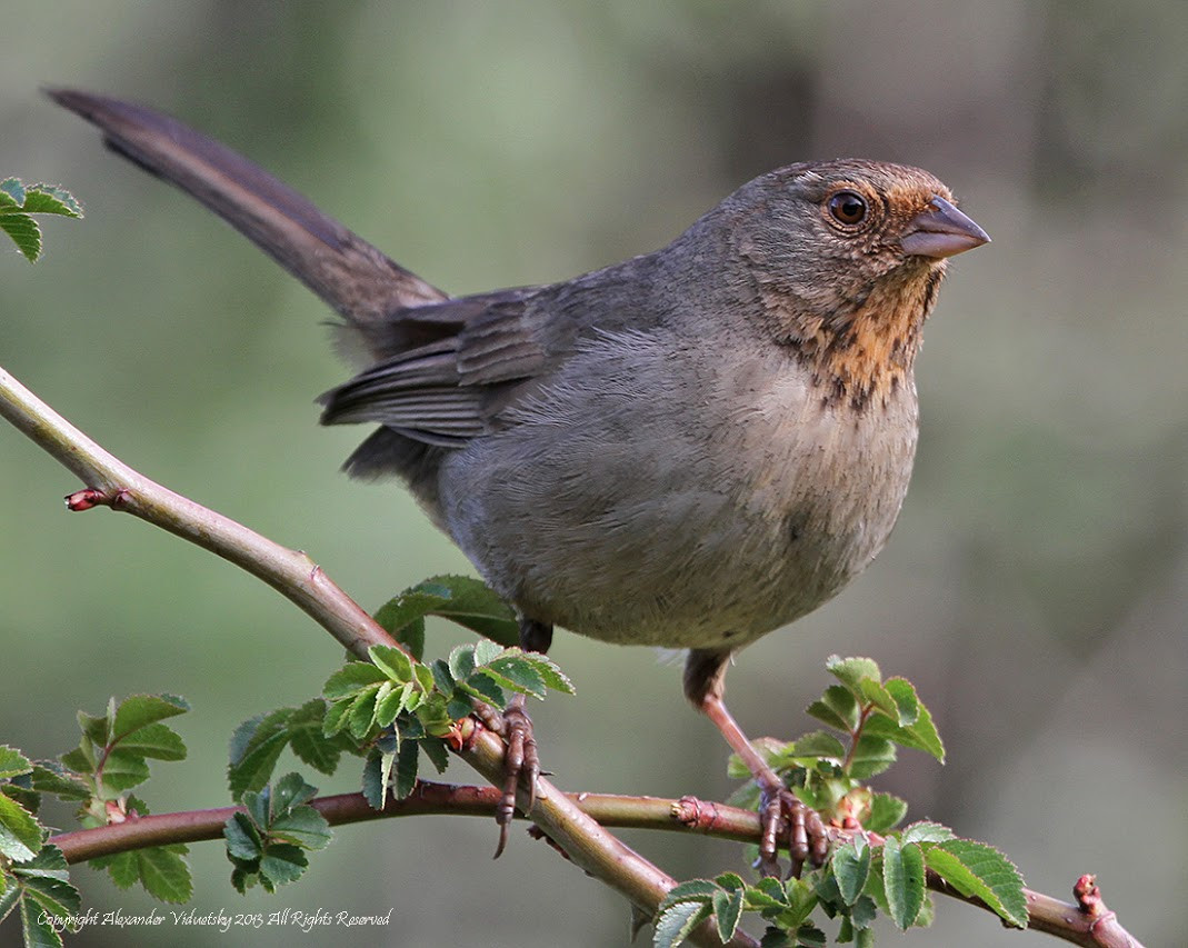 California Backyard Birds
 SFV Backyard Bird Identification – San Fernando Valley