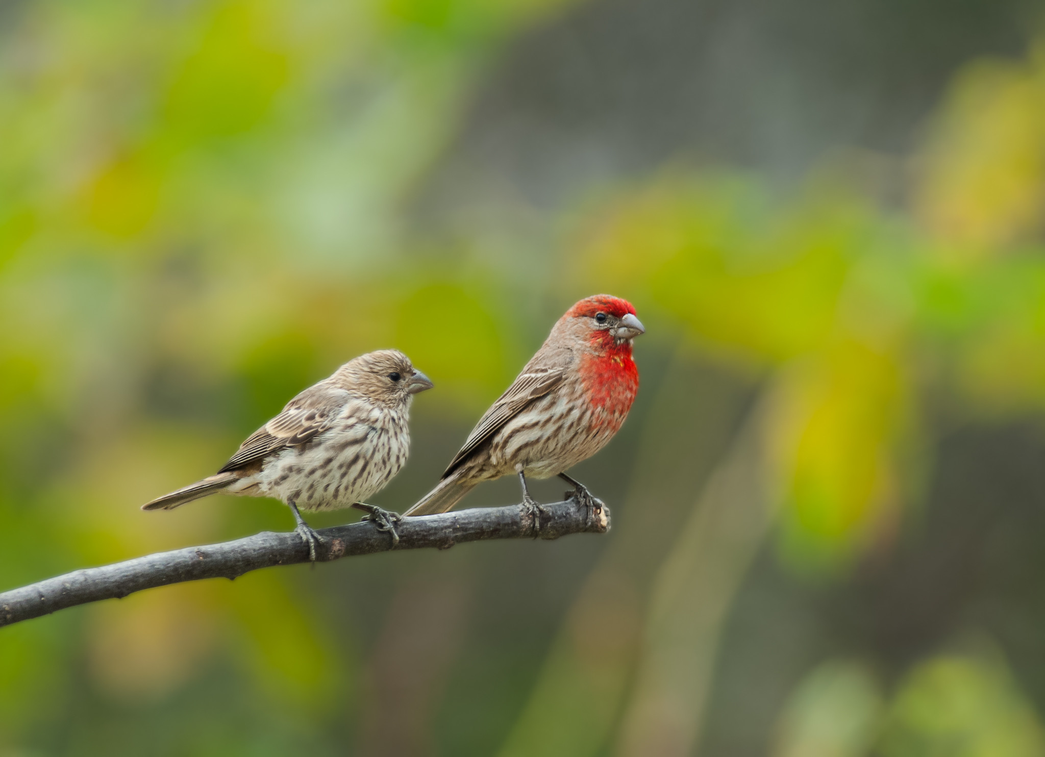 California Backyard Birds
 southern california