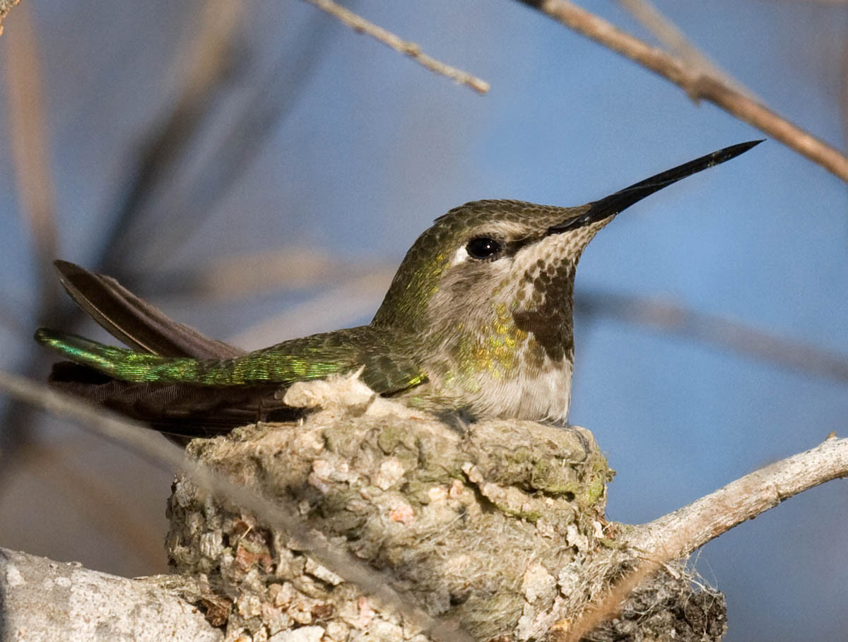 California Backyard Birds
 The 10 most mon backyard birds of San Diego California