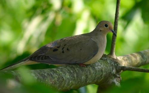 California Backyard Birds
 Top Tips Gardening for Birds in San Diego