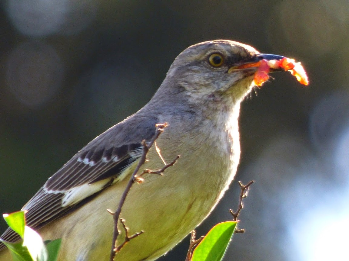 California Backyard Birds
 Geotripper s California Birds Small Dinosaurs in the