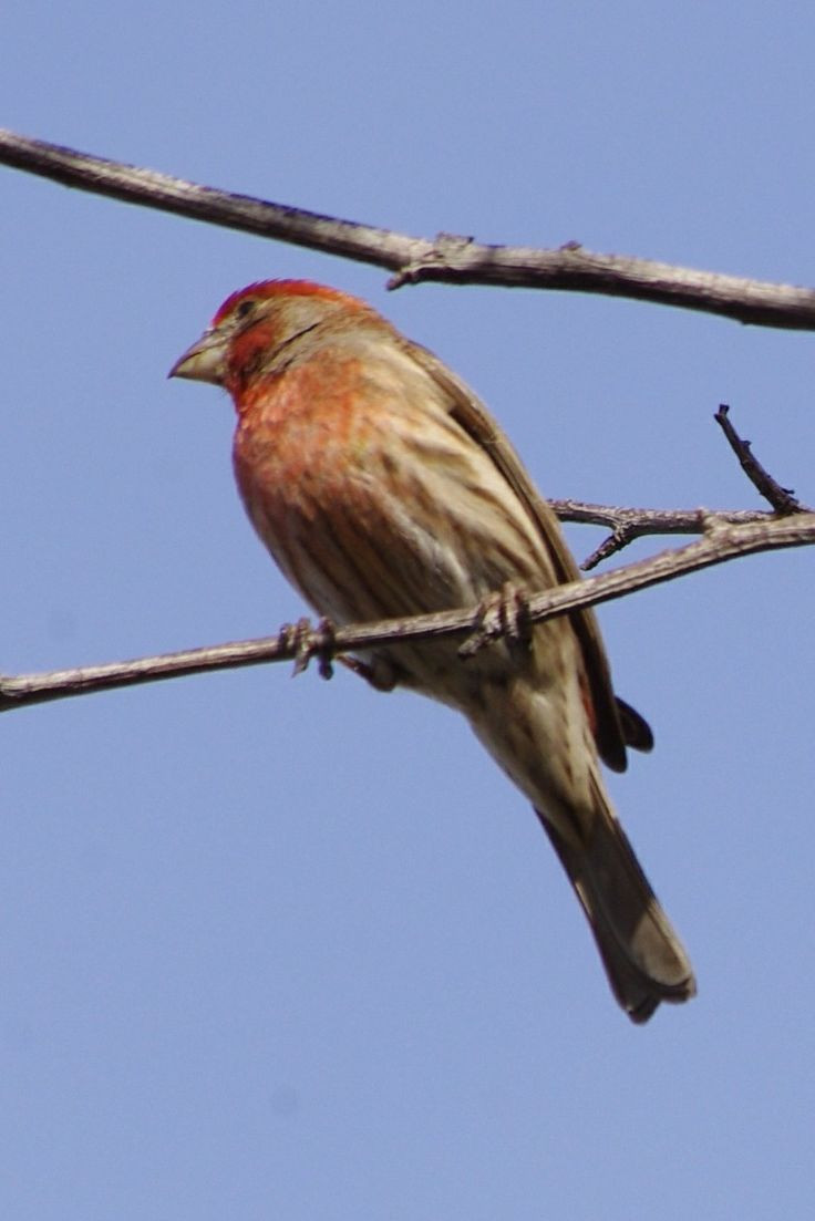 California Backyard Birds
 House Finch Backyard