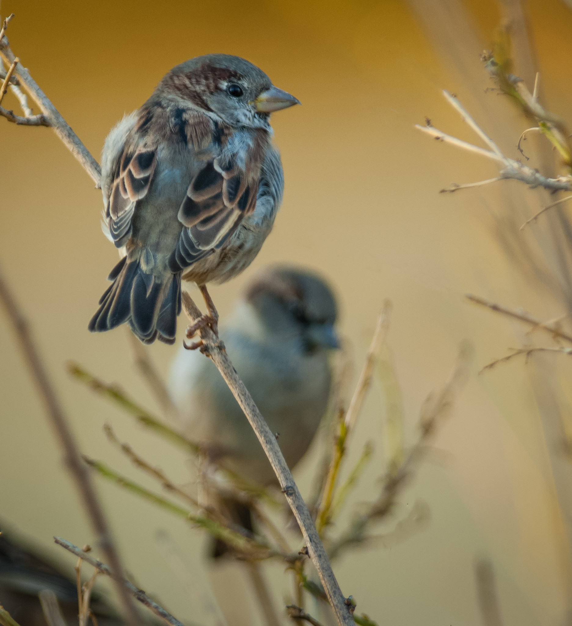 California Backyard Birds
 southern california Diary of a Bird Shooter