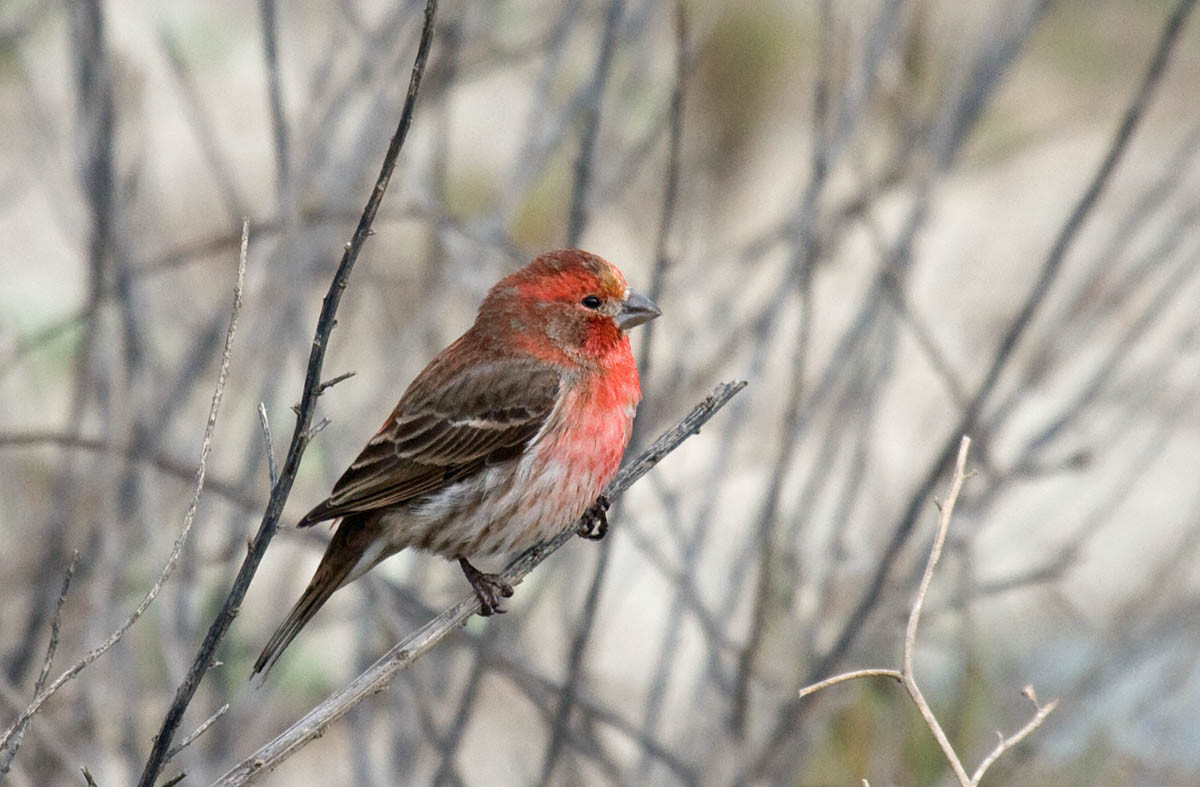 California Backyard Birds
 The 10 most mon backyard birds of San Diego California