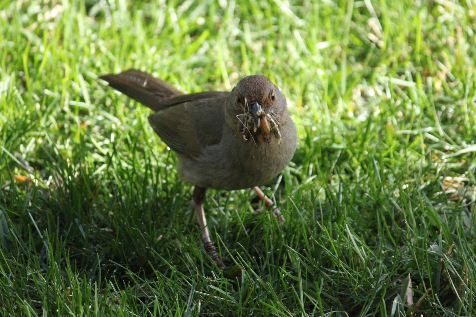 California Backyard Birds
 The Backyard Birder Love this face