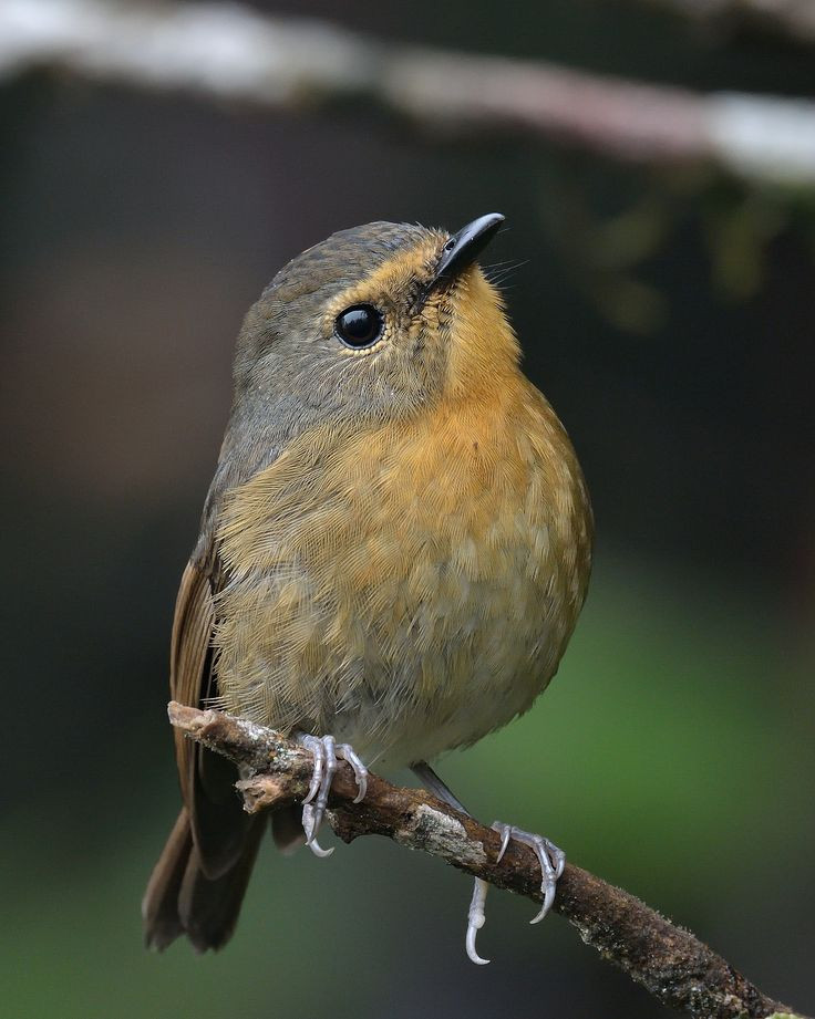 California Backyard Birds
 28 best Best Birds of Southern California images on