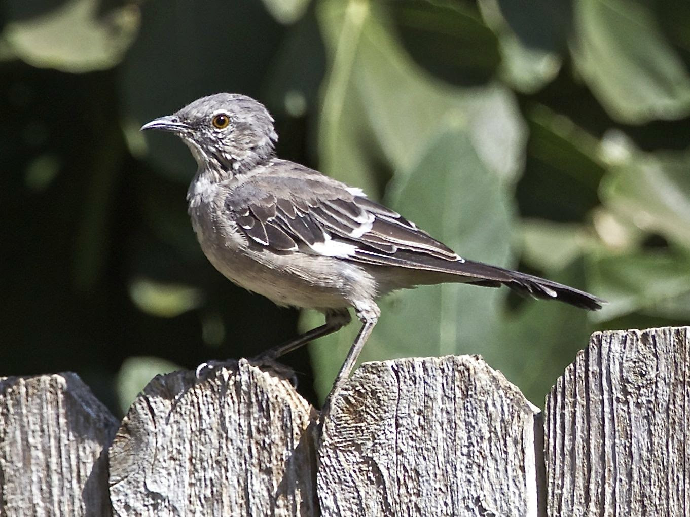 California Backyard Birds
 Avithera Some northern California birds