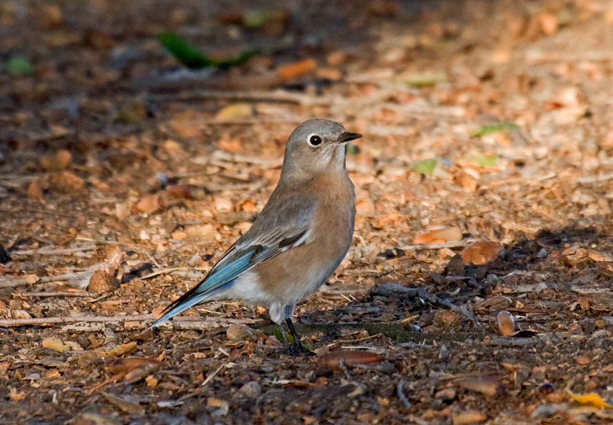 California Backyard Birds
 The 10 most mon backyard birds of San Diego California