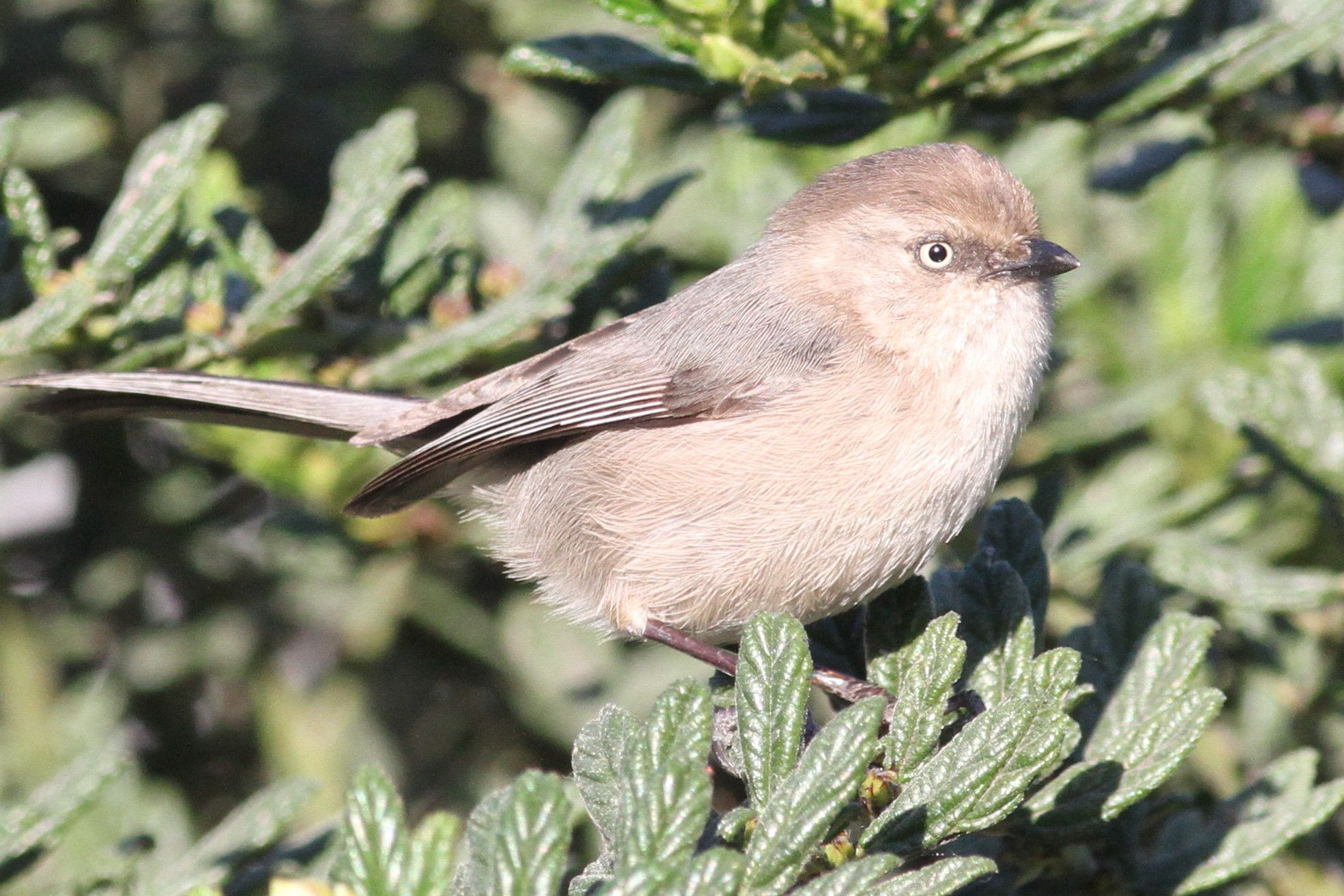 California Backyard Birds
 Bushtit Backyard Birds of Southern California