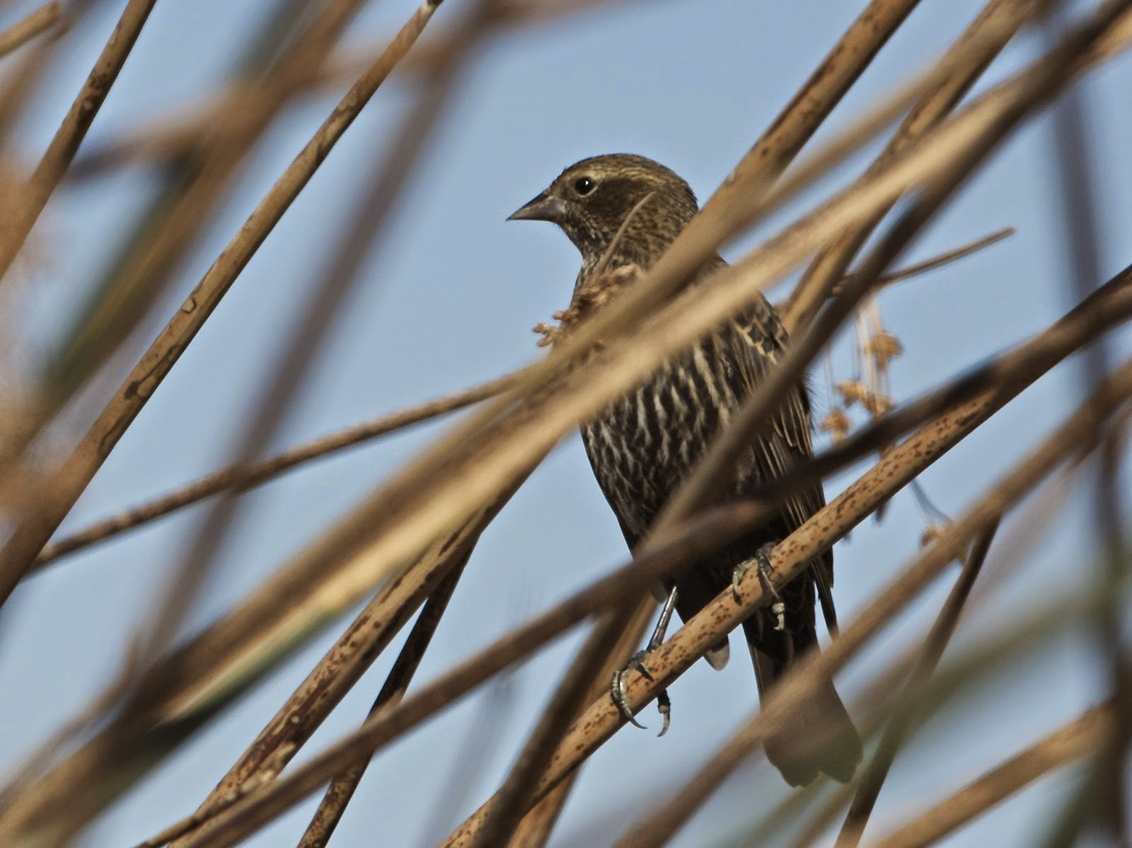 California Backyard Birds
 Avithera Some northern California birds