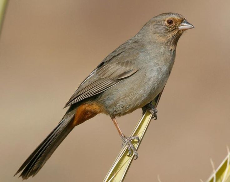 California Backyard Birds
 California Towhee first seen in Point Reyes CA in May