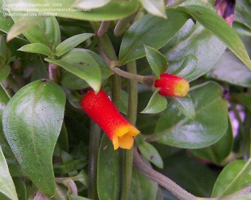 Candy Corn Vine
 PlantFiles Cigar Flower Firecracker Vine Candy